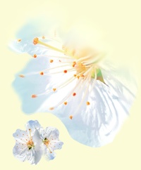 Blume Kirschblüte