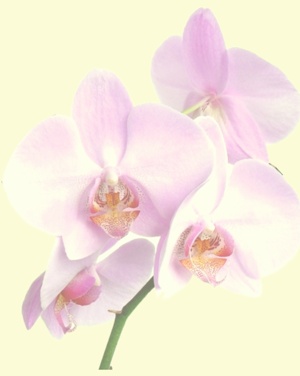 orchid-blass