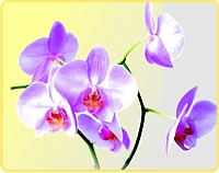 orchid-7